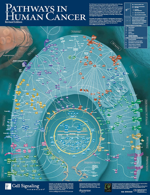 CST pathways in human cancer - BIOKE